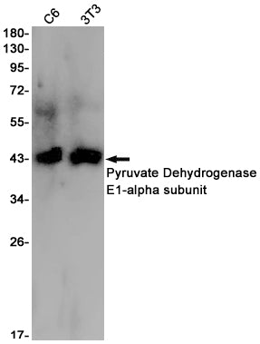 Pyruvate Dehydrogenase E1 alpha Rabbit Monoclonal Antibody