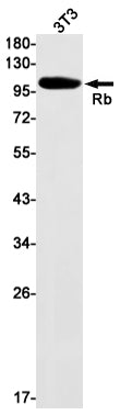 Rb Rabbit Monoclonal Antibody