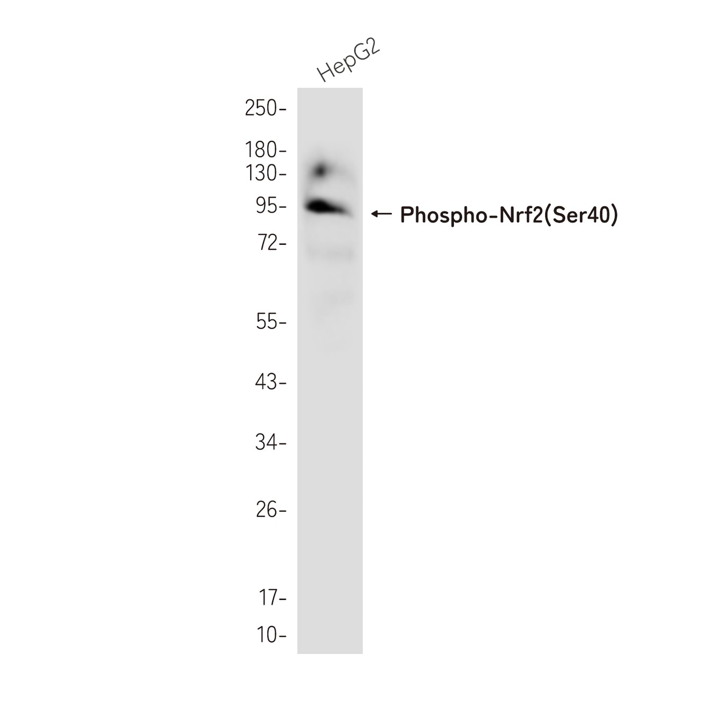 Phospho-Nrf2 (Ser40) Rabbit Monoclonal Antibody