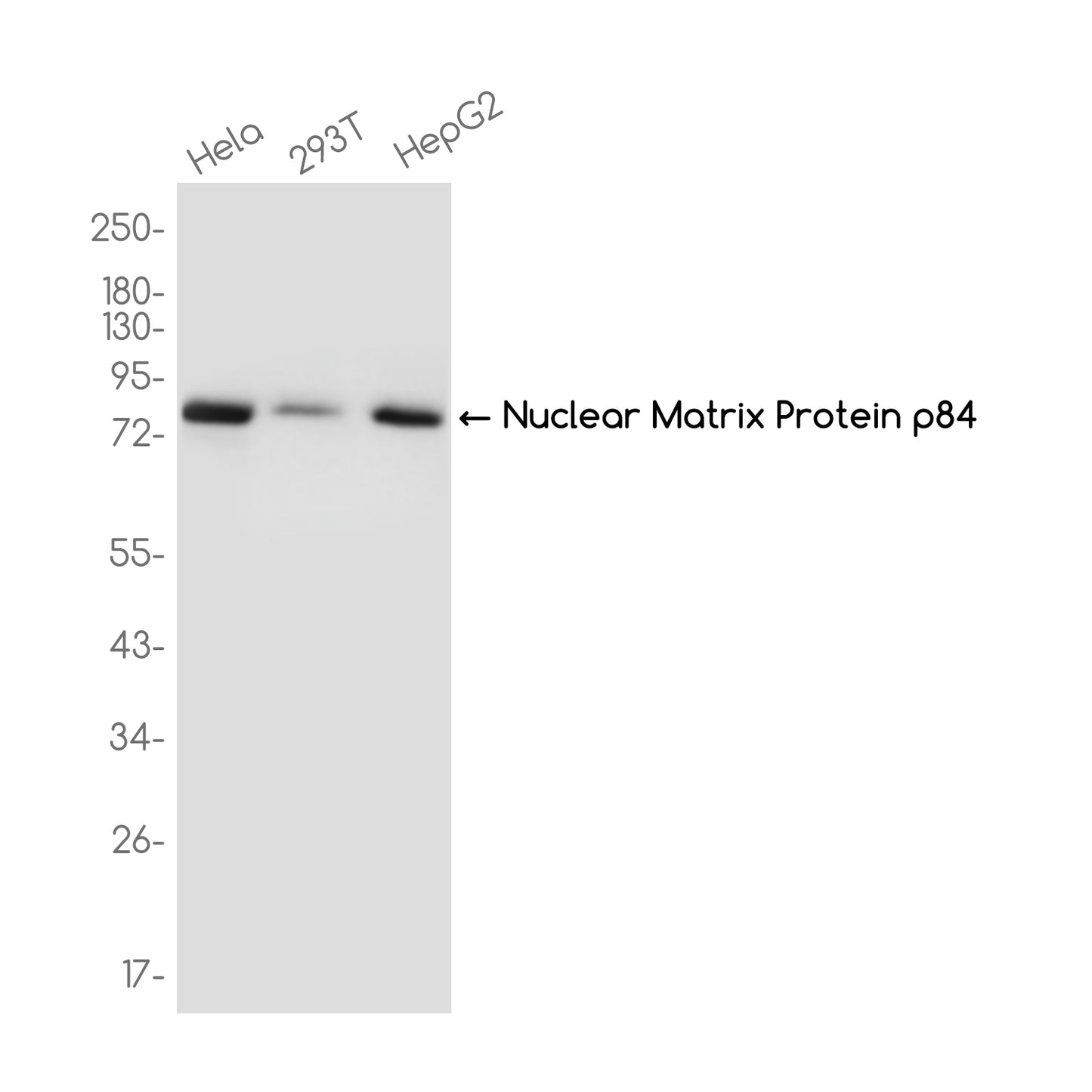 Nuclear Matrix Protein p84 Rabbit Monoclonal Antibody