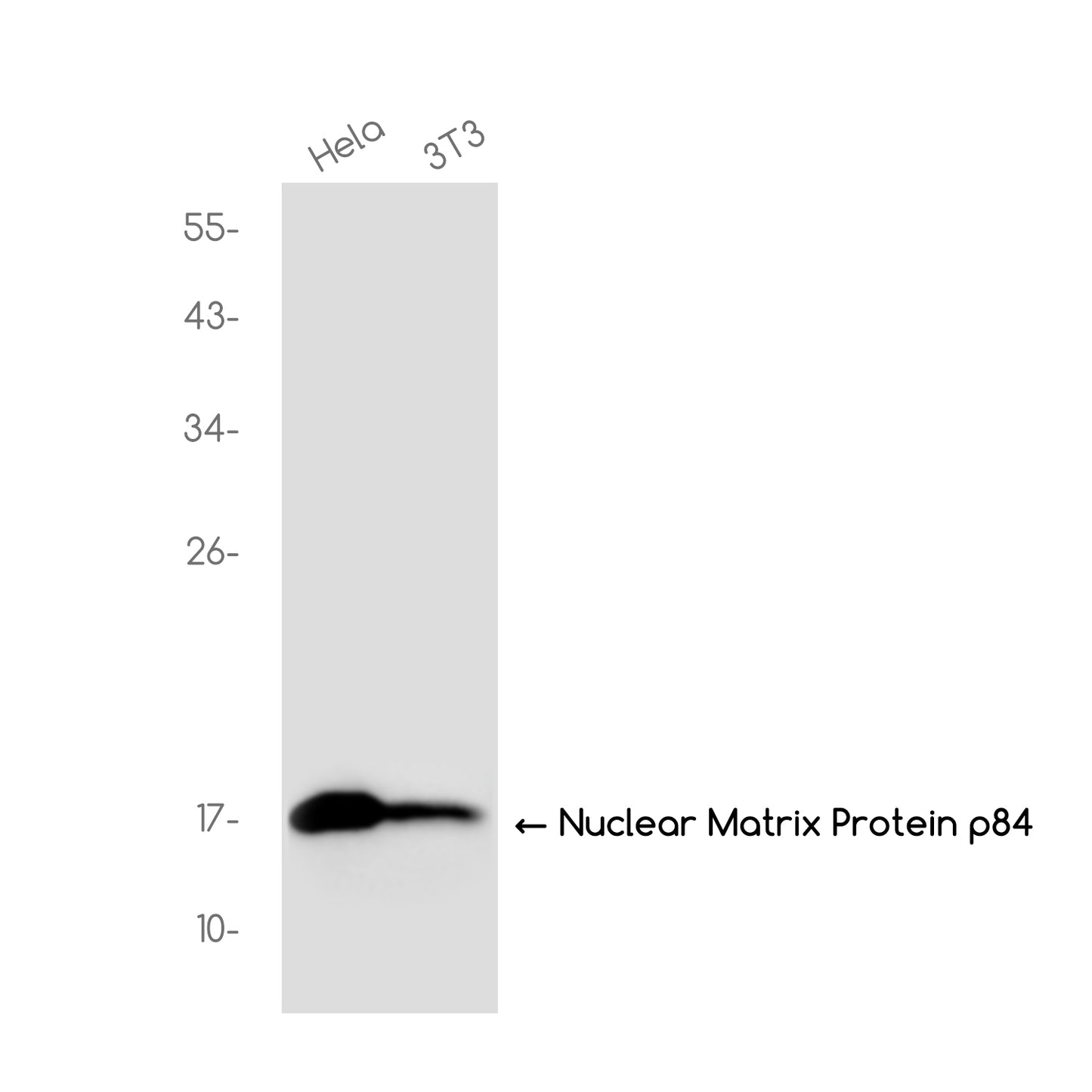 DiMethyl-Histone H3 (Lys36) Rabbit Monoclonal Antibody