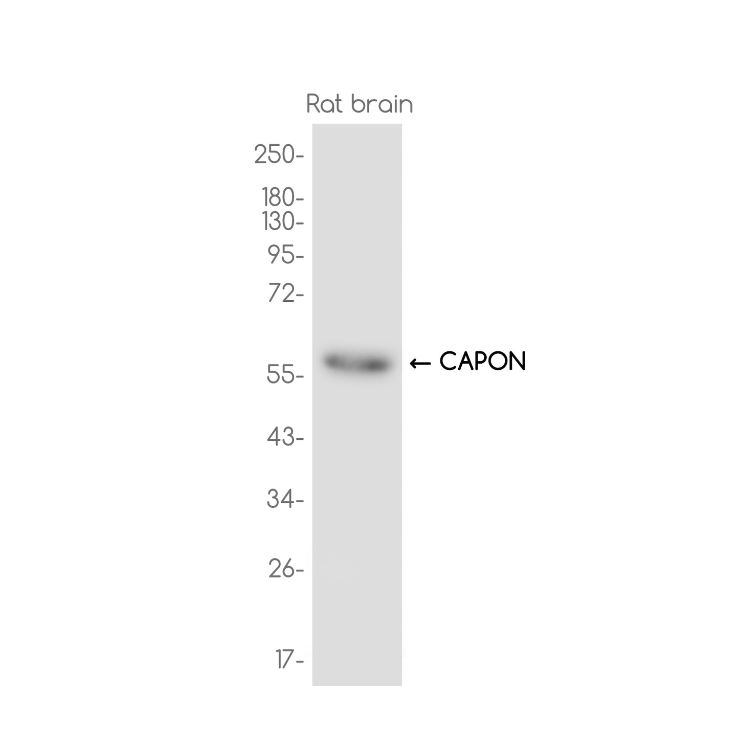 CAPON Rabbit Monoclonal Antibody