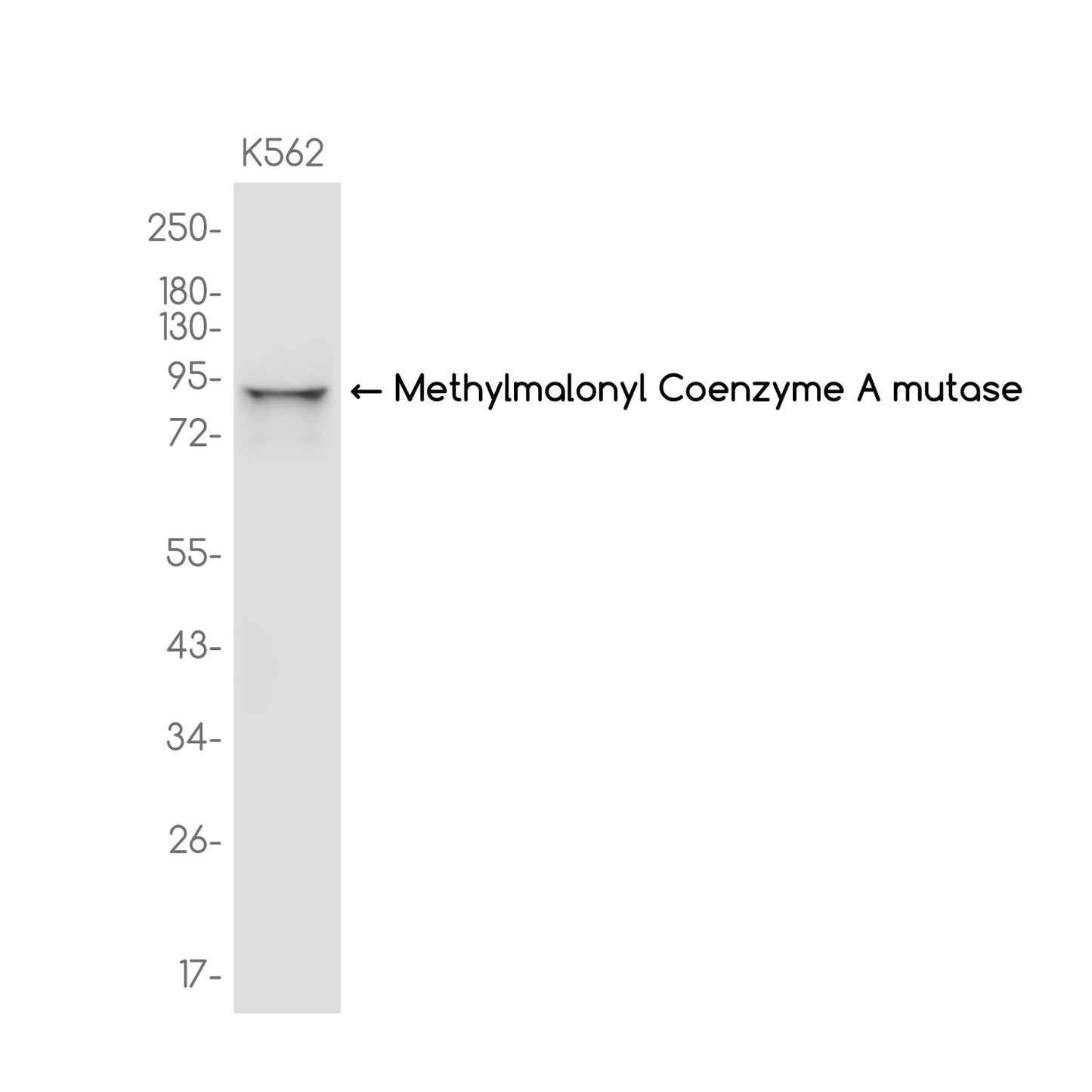 Methylmalonyl Coenzyme A mutase Rabbit Monoclonal Antibody