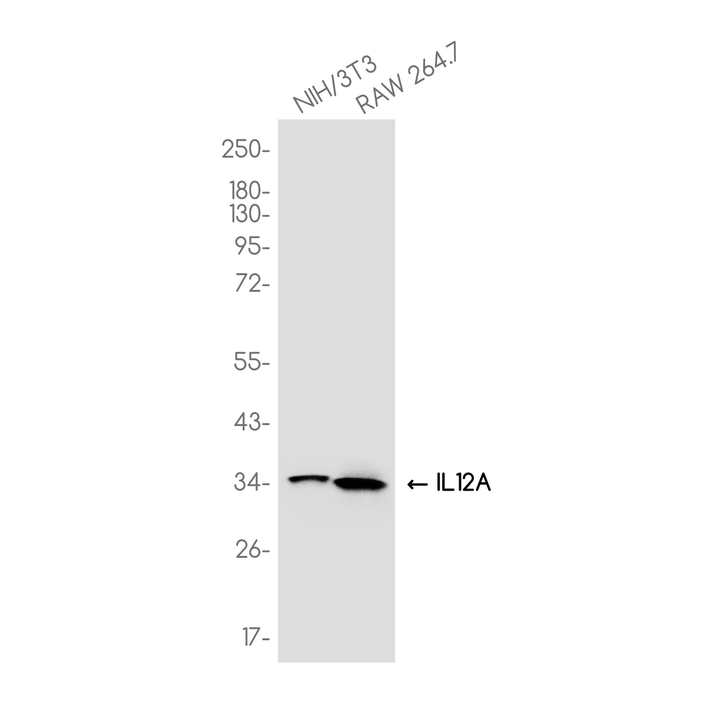 IL-12A Rabbit Monoclonal Antibody