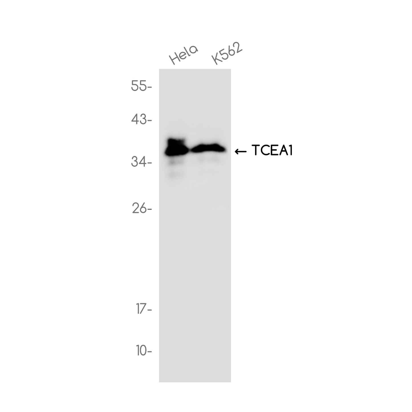 TCEA1 Rabbit Monoclonal Antibody