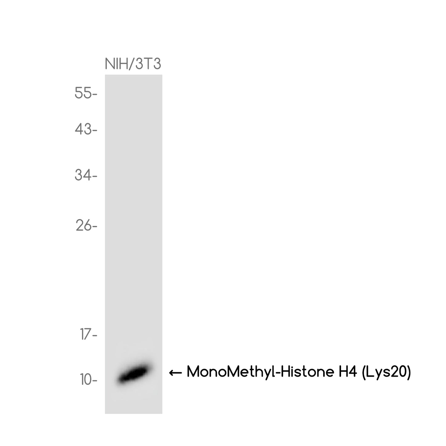 MonoMethyl-Histone H4 (Lys20) Rabbit Monoclonal Antibody