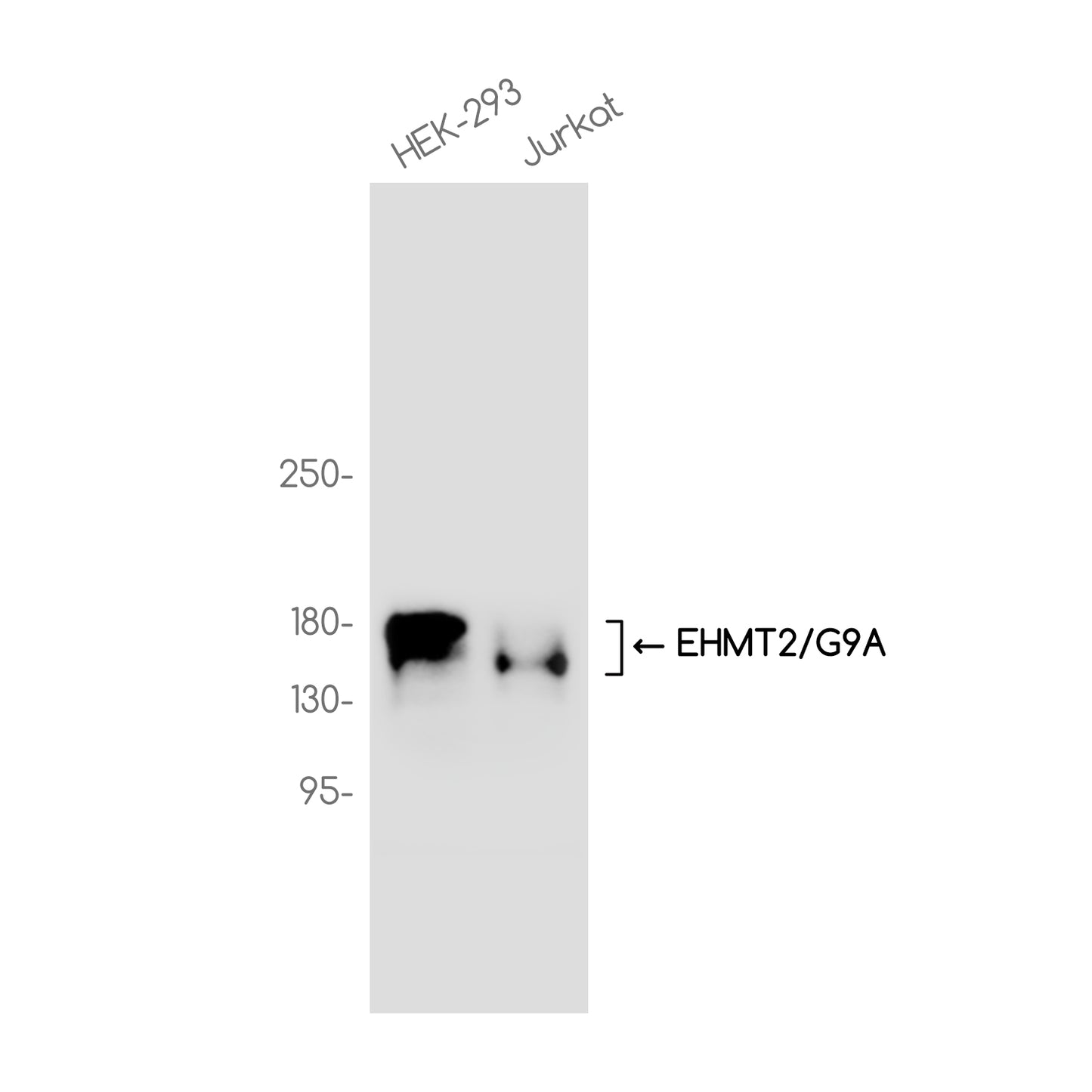 EHMT2/G9A Rabbit Monoclonal Antibody