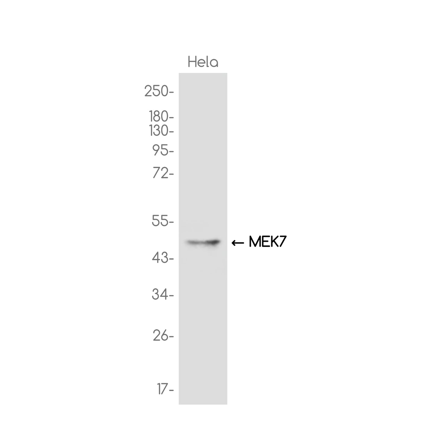 MEK7 Rabbit Monoclonal Antibody