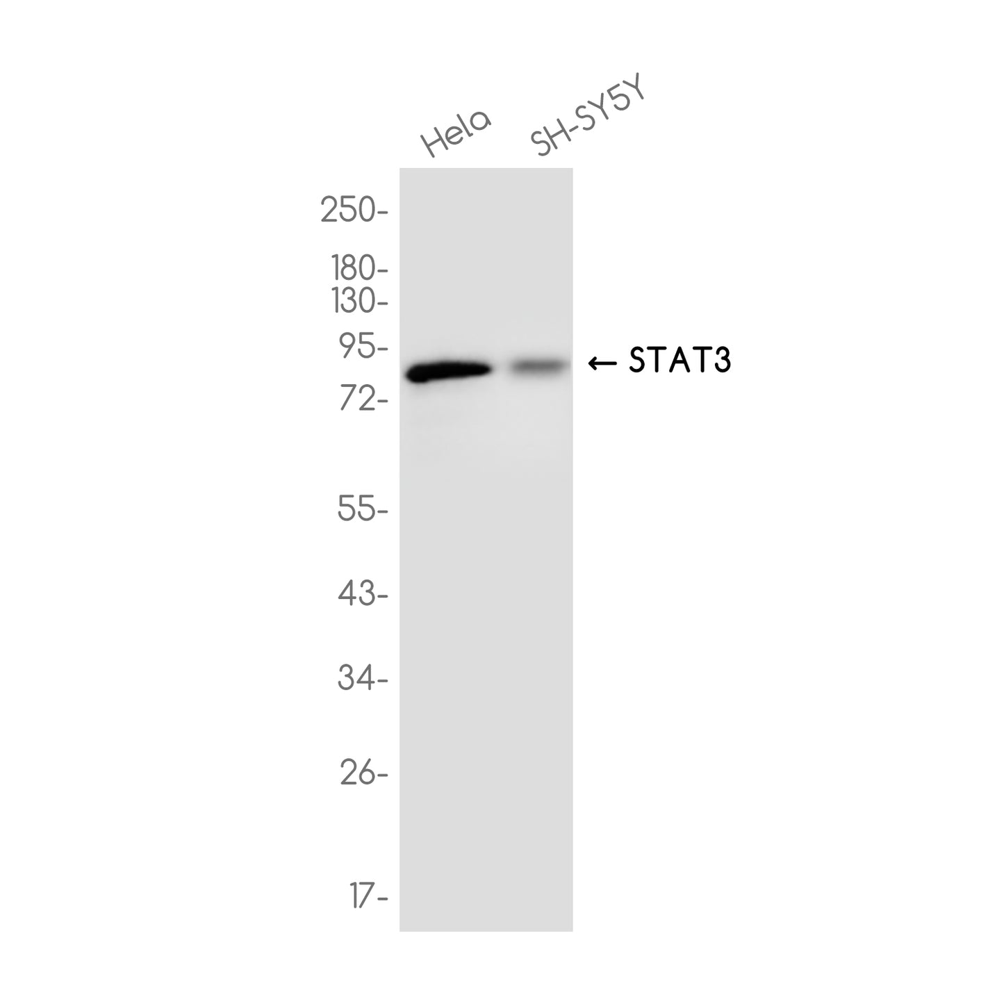 STAT3 Rabbit Monoclonal Antibody