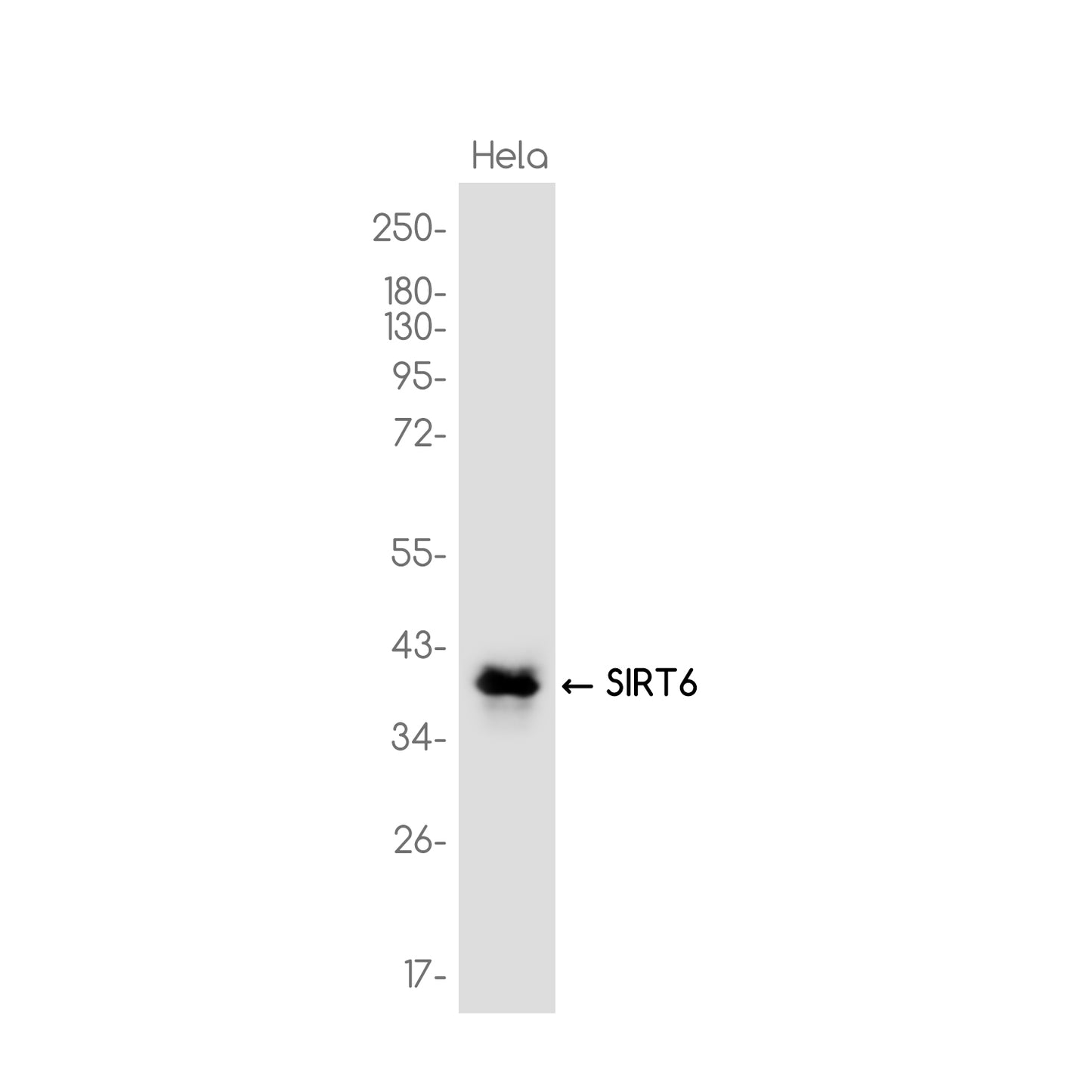 SIRT6 Rabbit Monoclonal Antibody