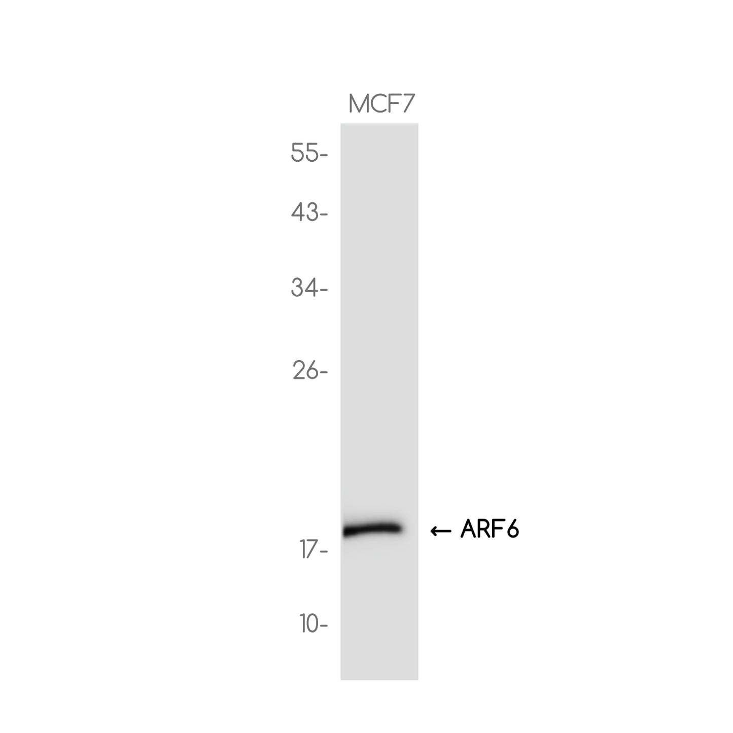 ARF6 Rabbit Monoclonal Antibody