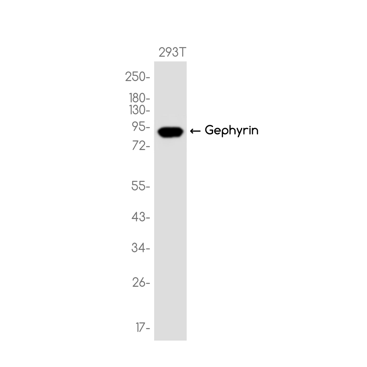 Gephyrin Rabbit Monoclonal Antibody