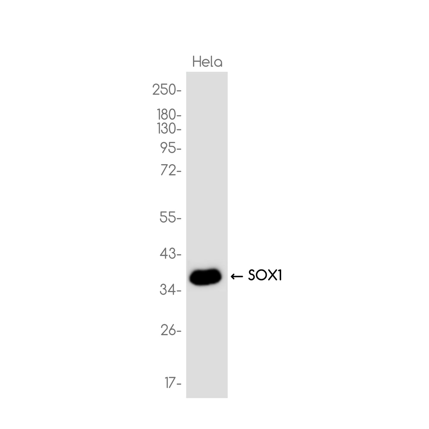 SOX1 Rabbit Monoclonal Antibody