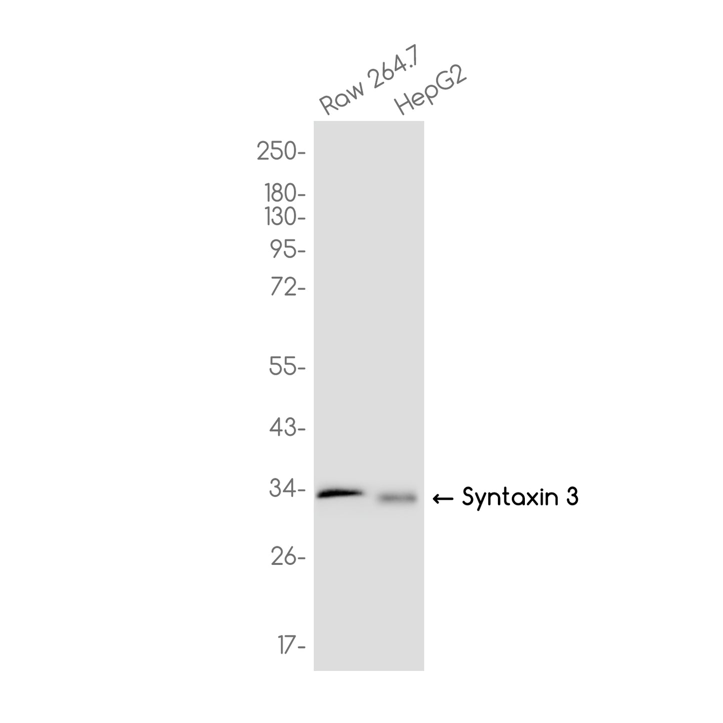 Syntaxin 3 Rabbit Monoclonal Antibody