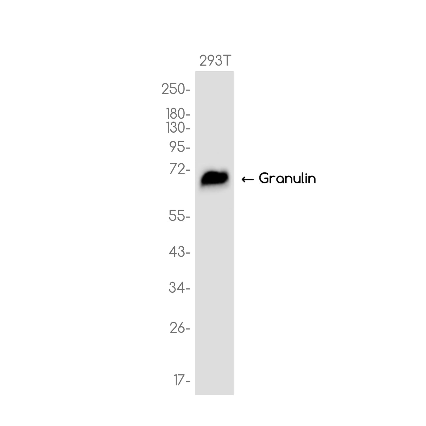 Granulin Rabbit Monoclonal Antibody