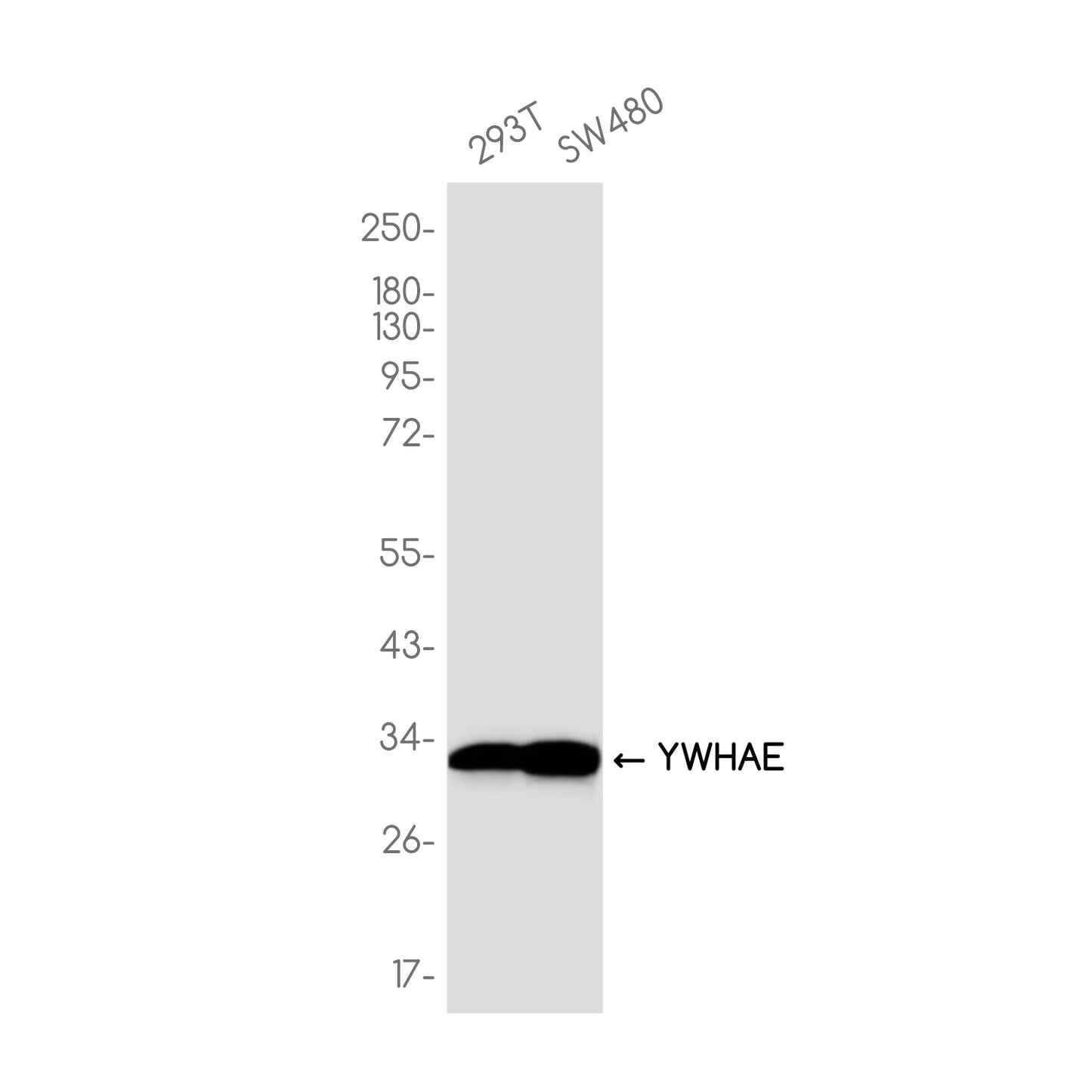 14-3-3 epsilon Rabbit Monoclonal Antibody