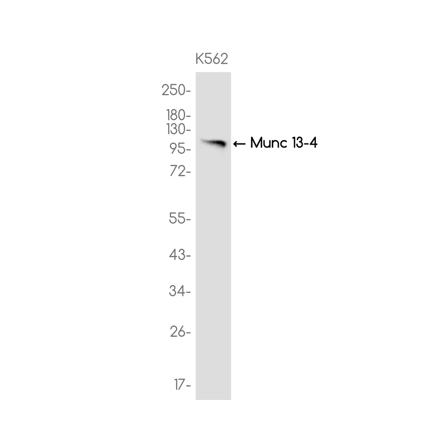 Munc 13-4 Rabbit Monoclonal Antibody
