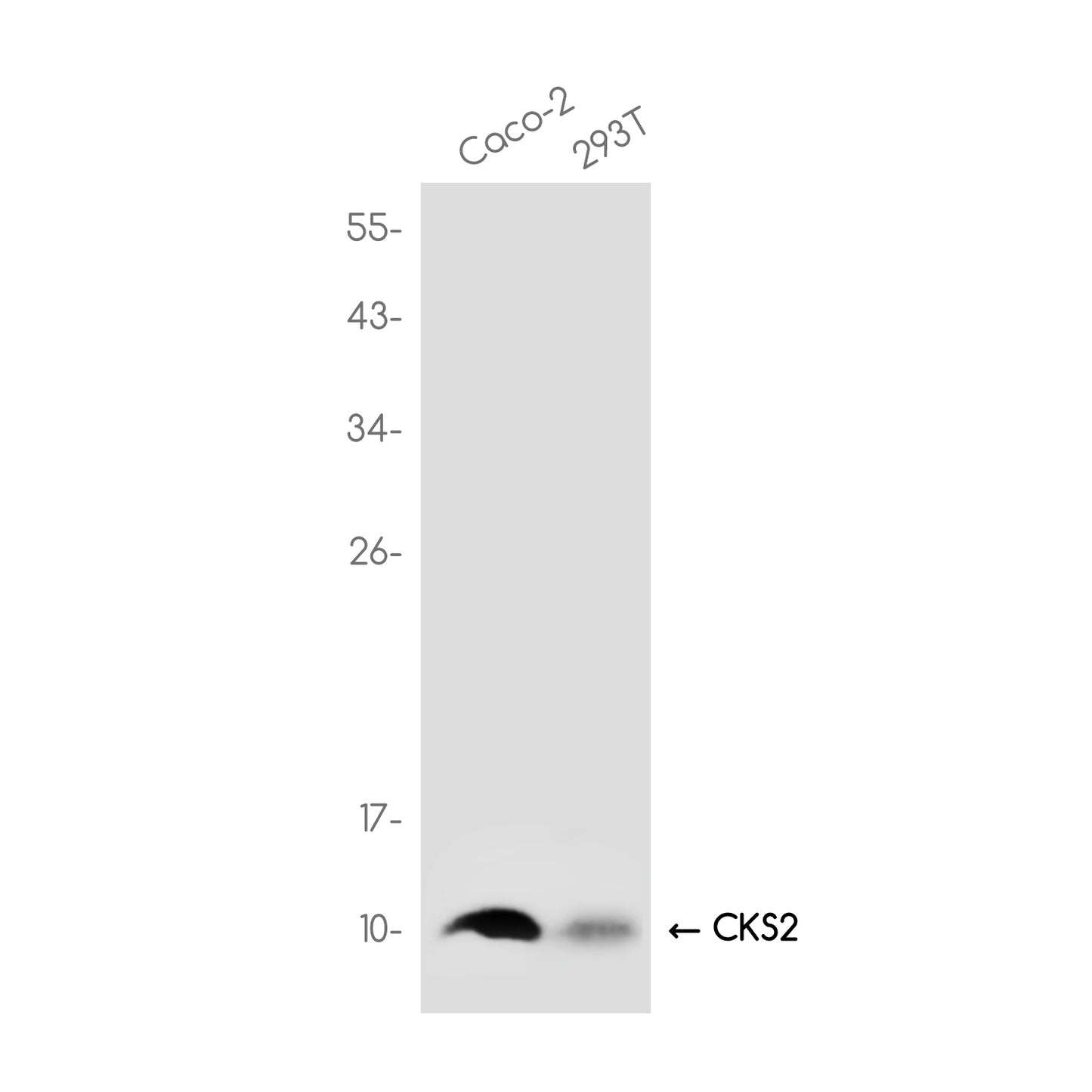CKS2 Rabbit Monoclonal Antibody