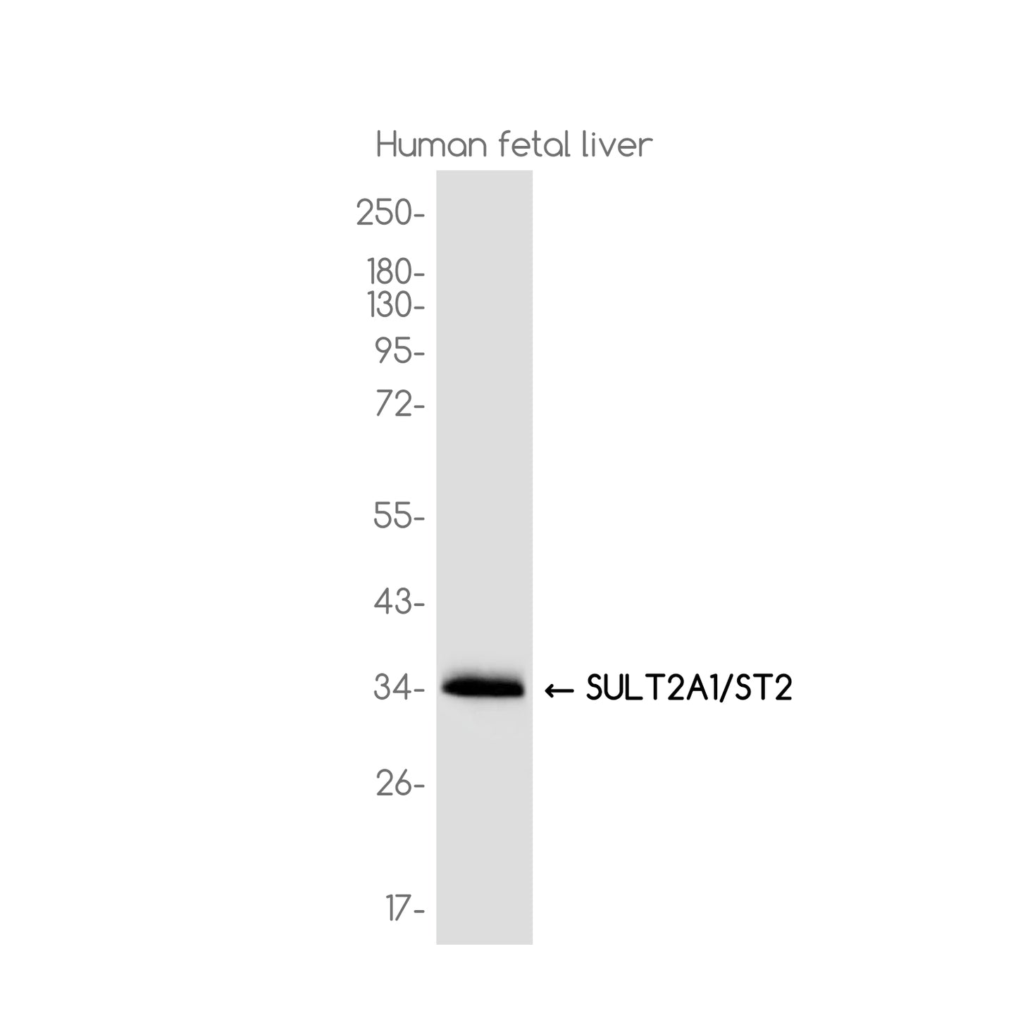 Sulfotransferase 2A1 Rabbit Monoclonal Antibody