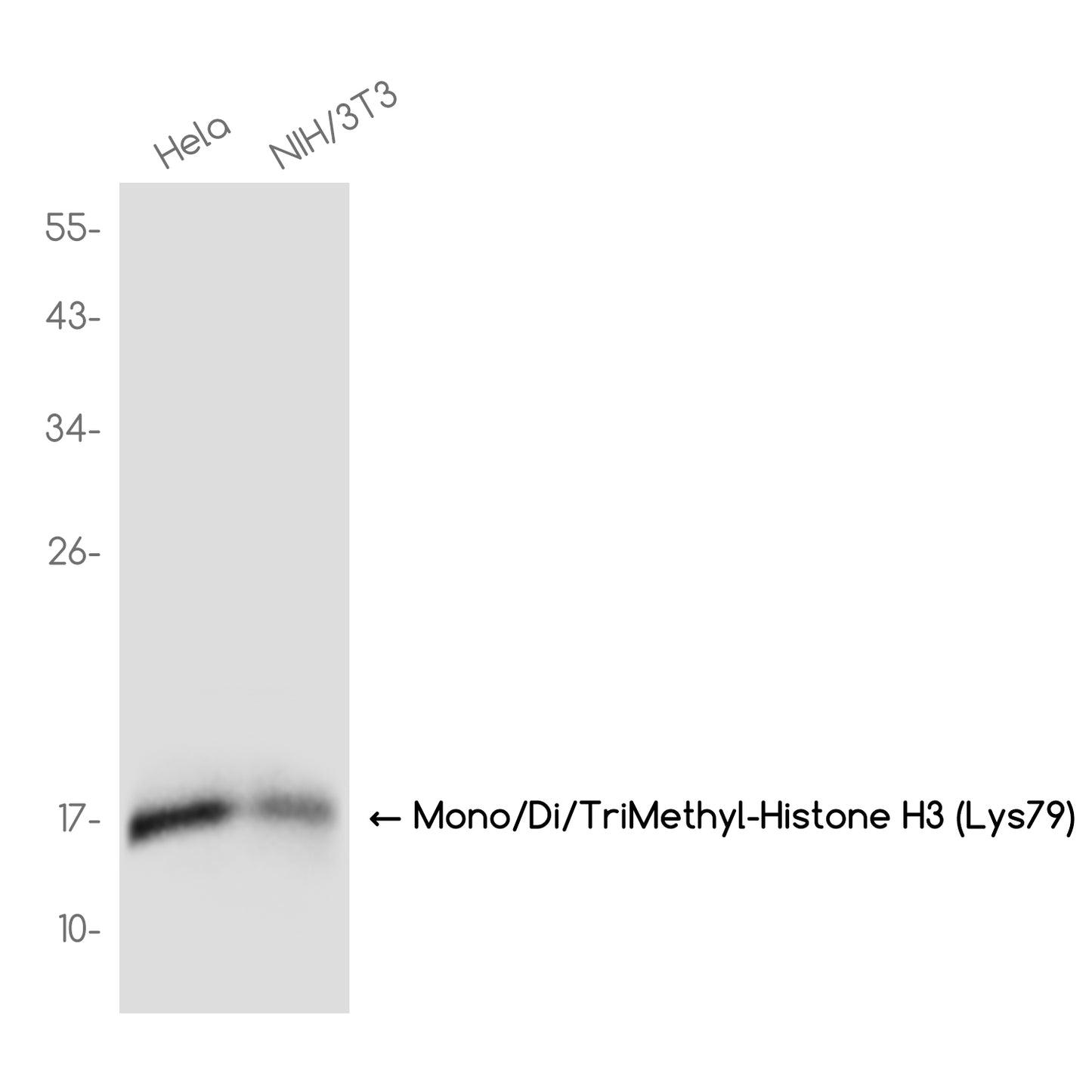 Mono/Di/TriMethyl-Histone H3 (Lys79) Rabbit Monoclonal Antibody
