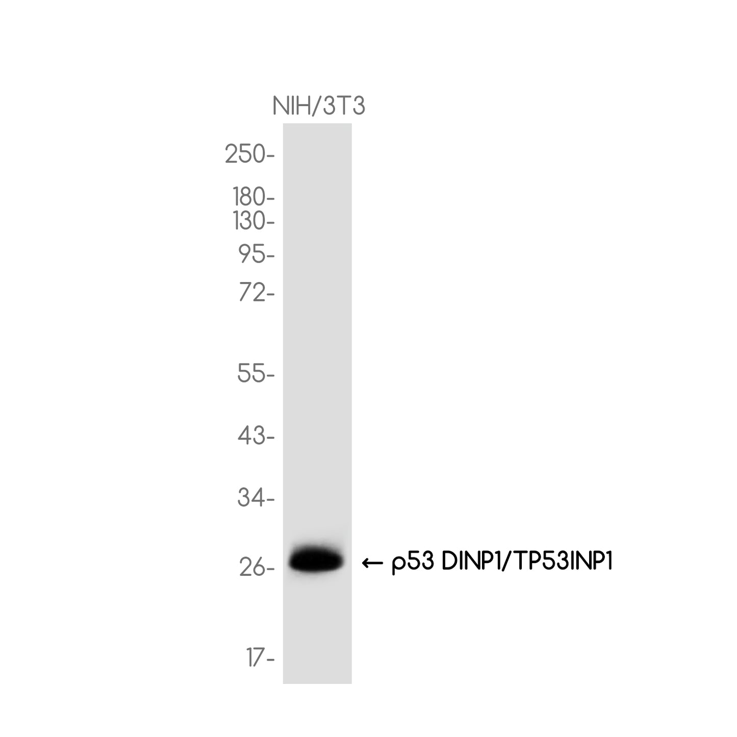 p53 DINP1 Rabbit Monoclonal Antibody
