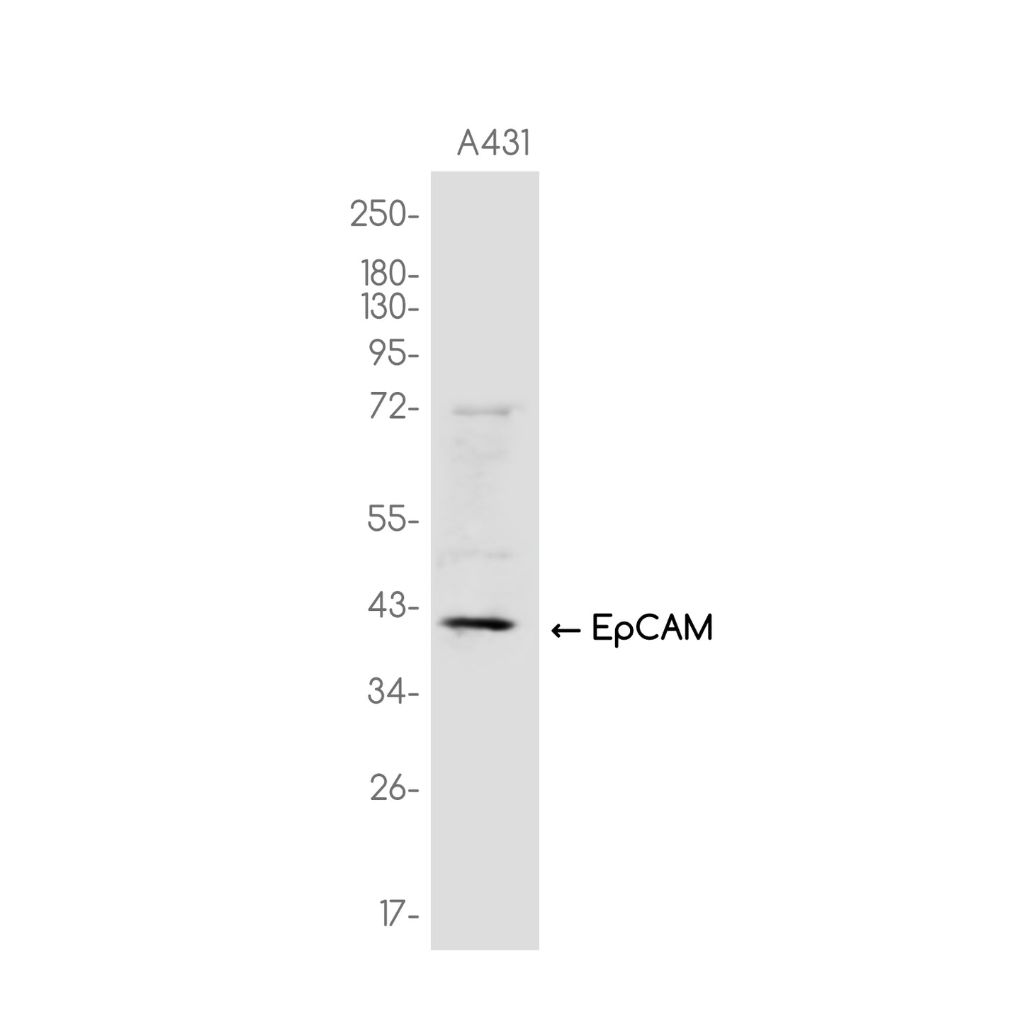 EpCAM Rabbit Monoclonal Antibody