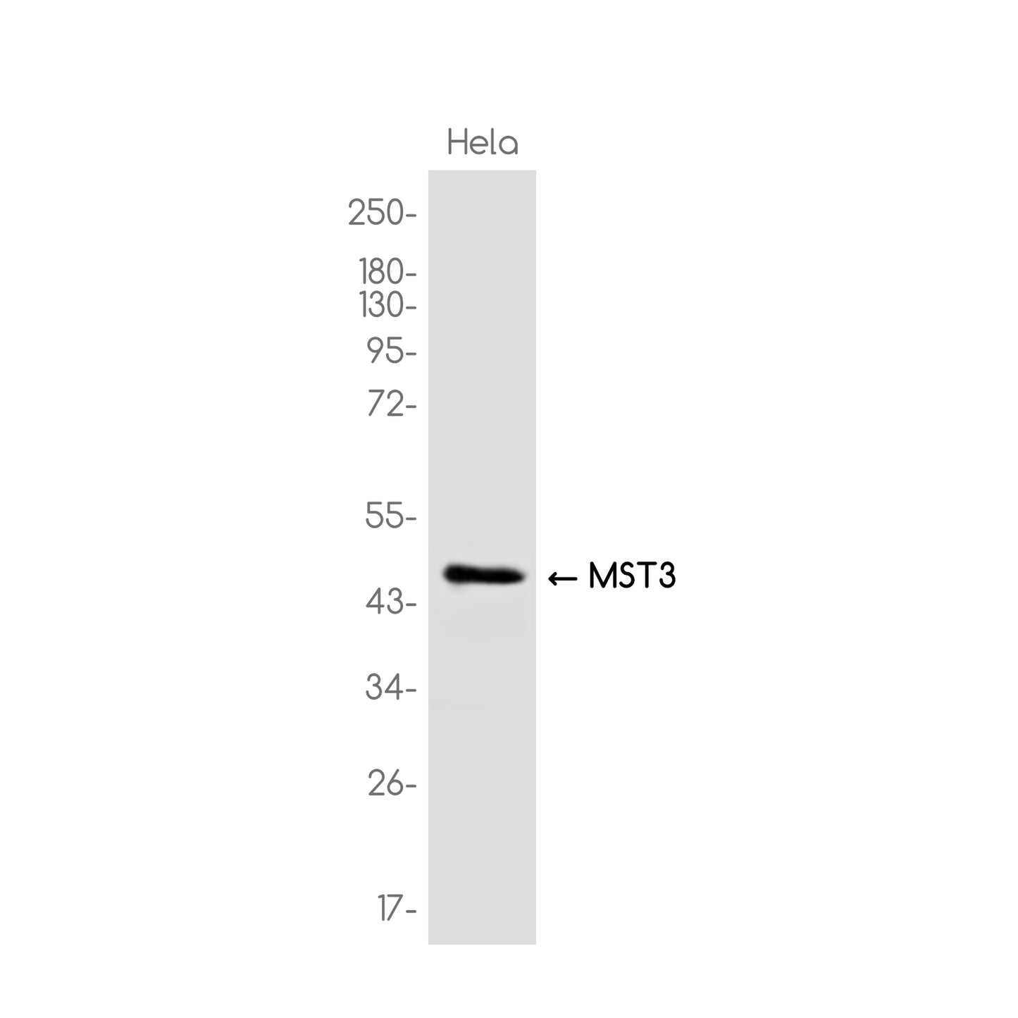 MST3 Rabbit Monoclonal Antibody