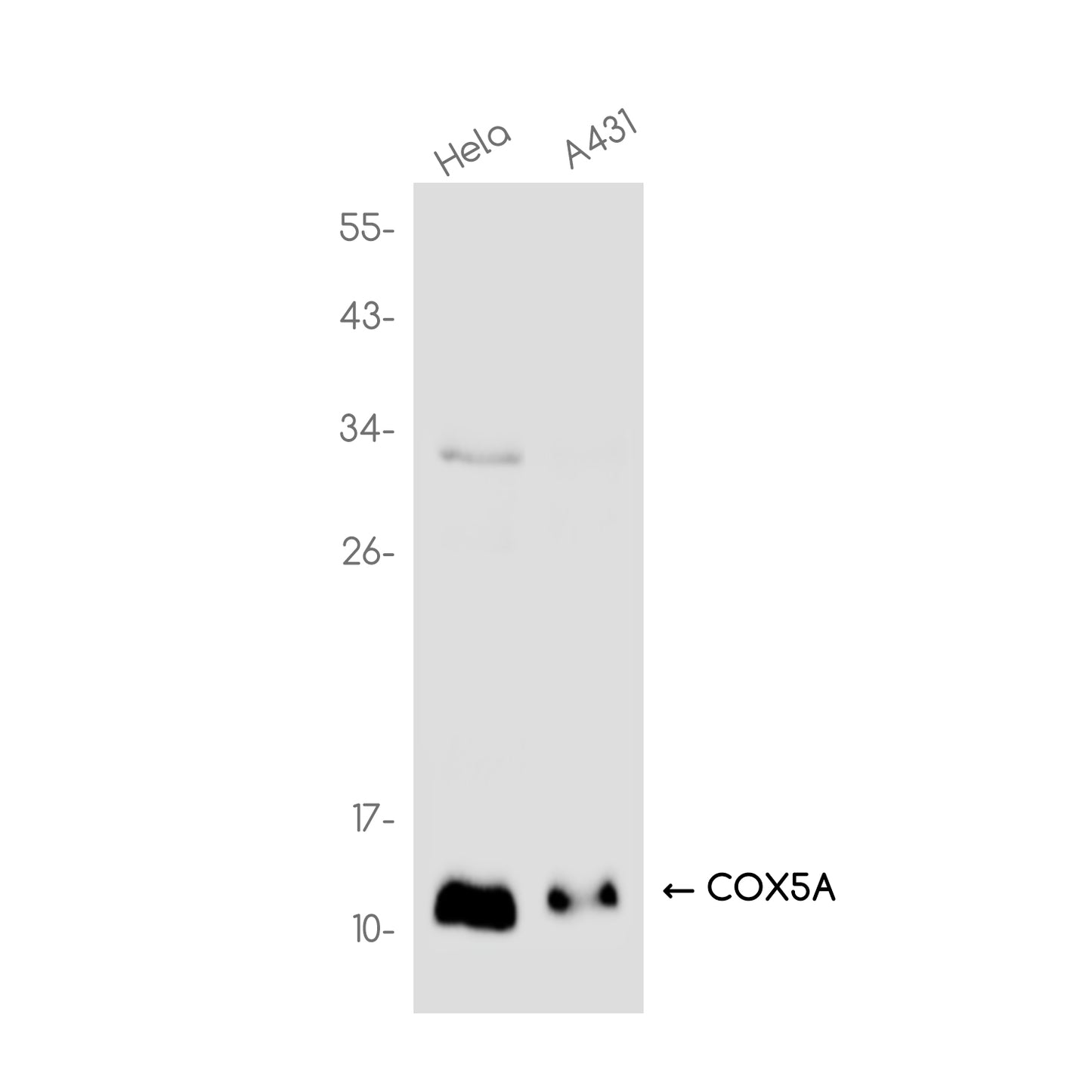 COX5A Rabbit Monoclonal Antibody
