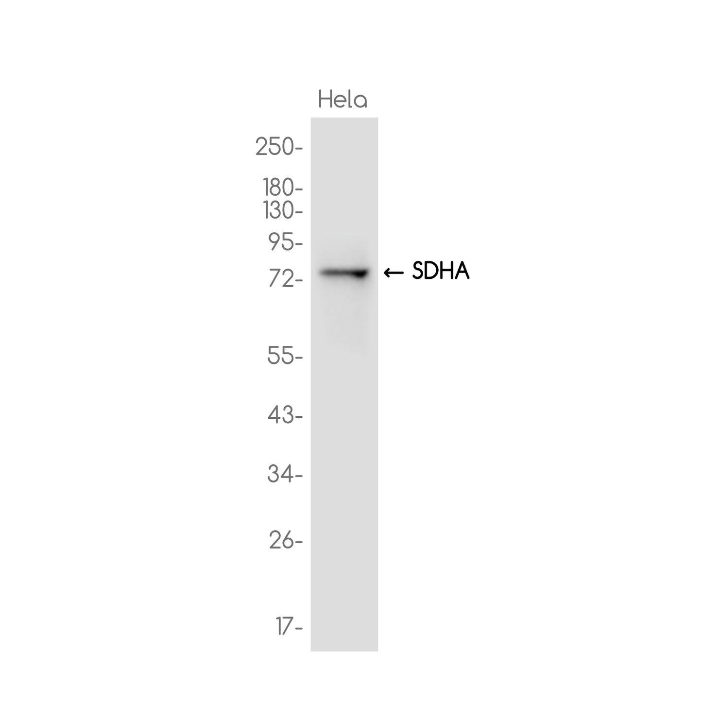 SDHA Rabbit Monoclonal Antibody