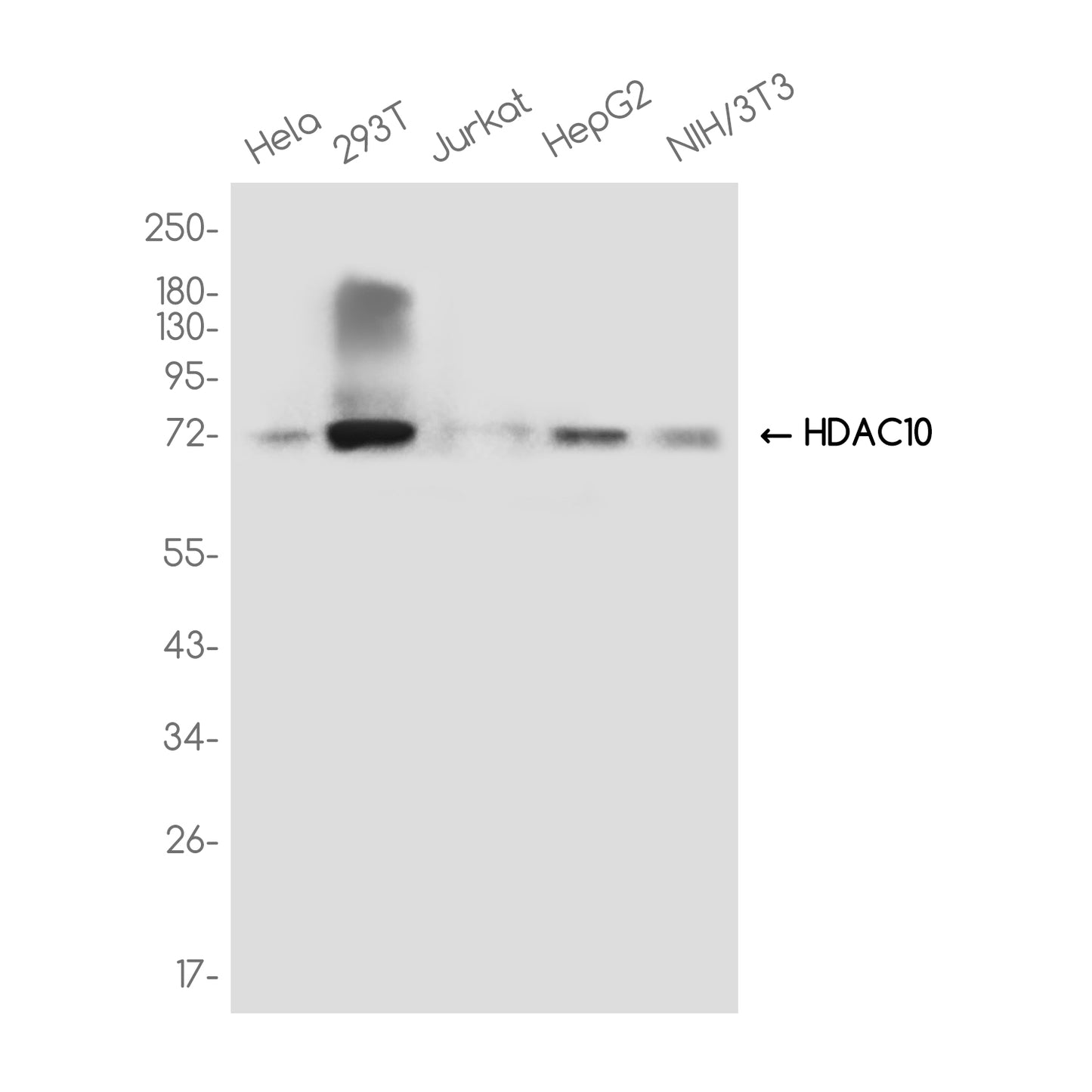 HDAC10 Rabbit Monoclonal Antibody