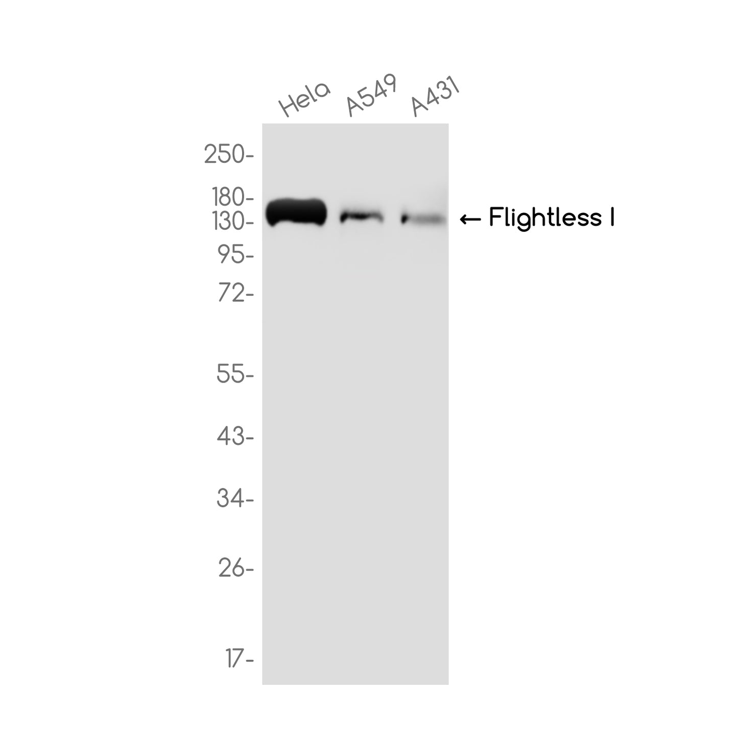 Flightless I Rabbit Monoclonal Antibody