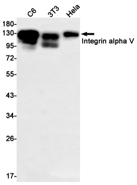 Integrin alpha V Rabbit Monoclonal Antibody