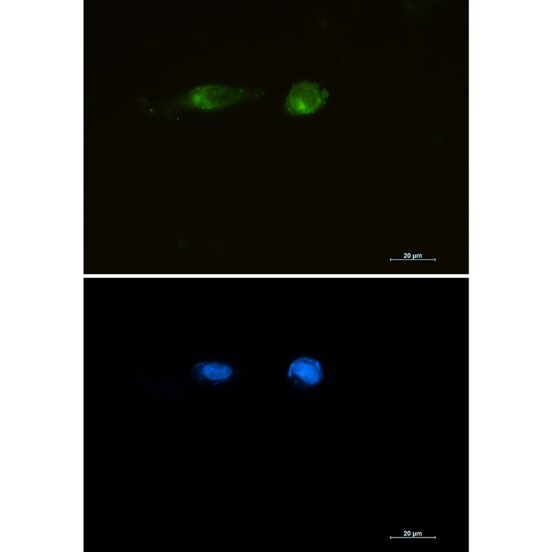 LRP1 Rabbit Monoclonal Antibody