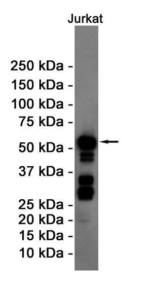 Cyclin B1 Rabbit Monoclonal Antibody