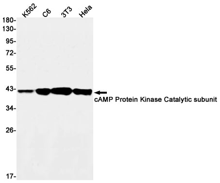 cAMP Protein Kinase Catalytic Subunit Rabbit Monoclonal Antibody