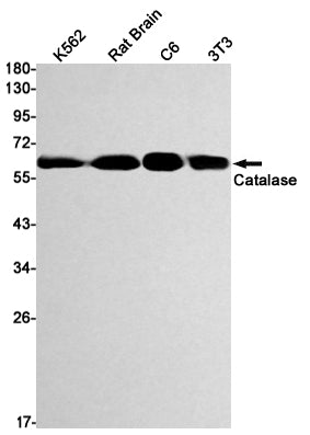 Catalase Rabbit Monoclonal Antibody
