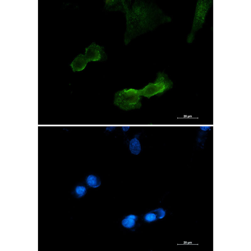 DCAMKL1 Rabbit Monoclonal Antibody