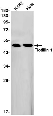 Flotillin 1 Rabbit Monoclonal Antibody