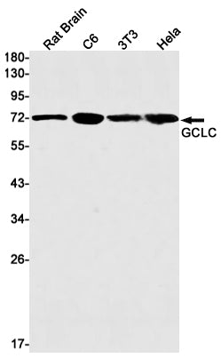 GCLC Rabbit Monoclonal Antibody