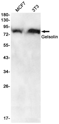 Gelsolin Rabbit Monoclonal Antibody