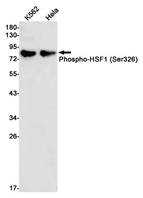 Phospho-HSF1 (Ser326) Rabbit Monoclonal Antibody