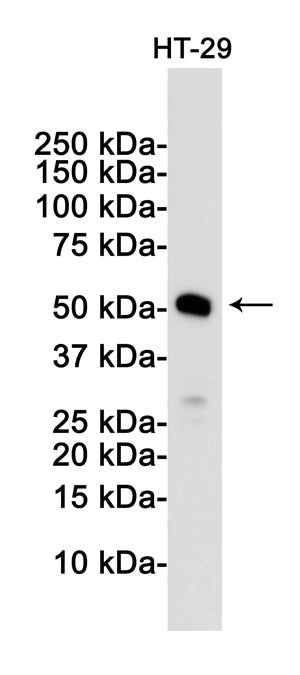 MLKL Rabbit Monoclonal Antibody