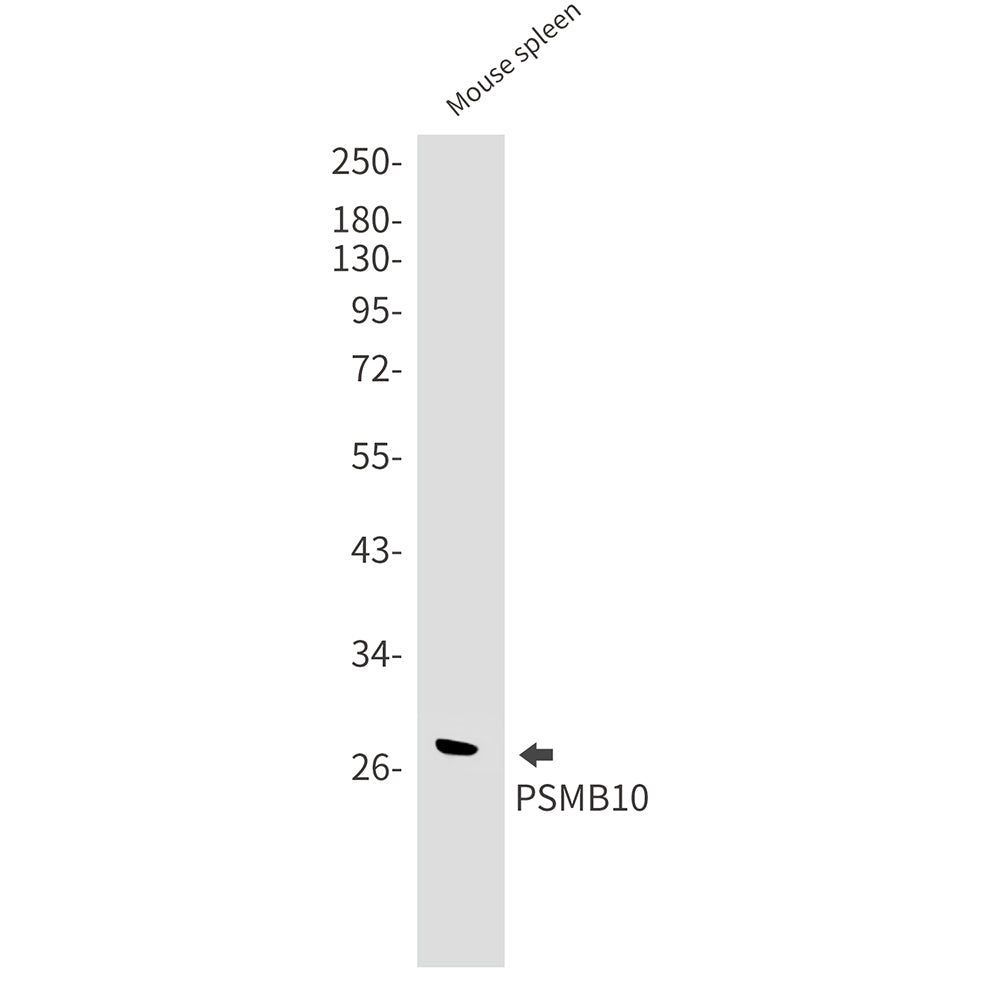 PSMB10 Rabbit Monoclonal Antibody