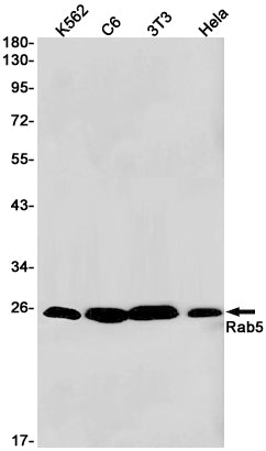 Rab5 Rabbit Monoclonal Antibody