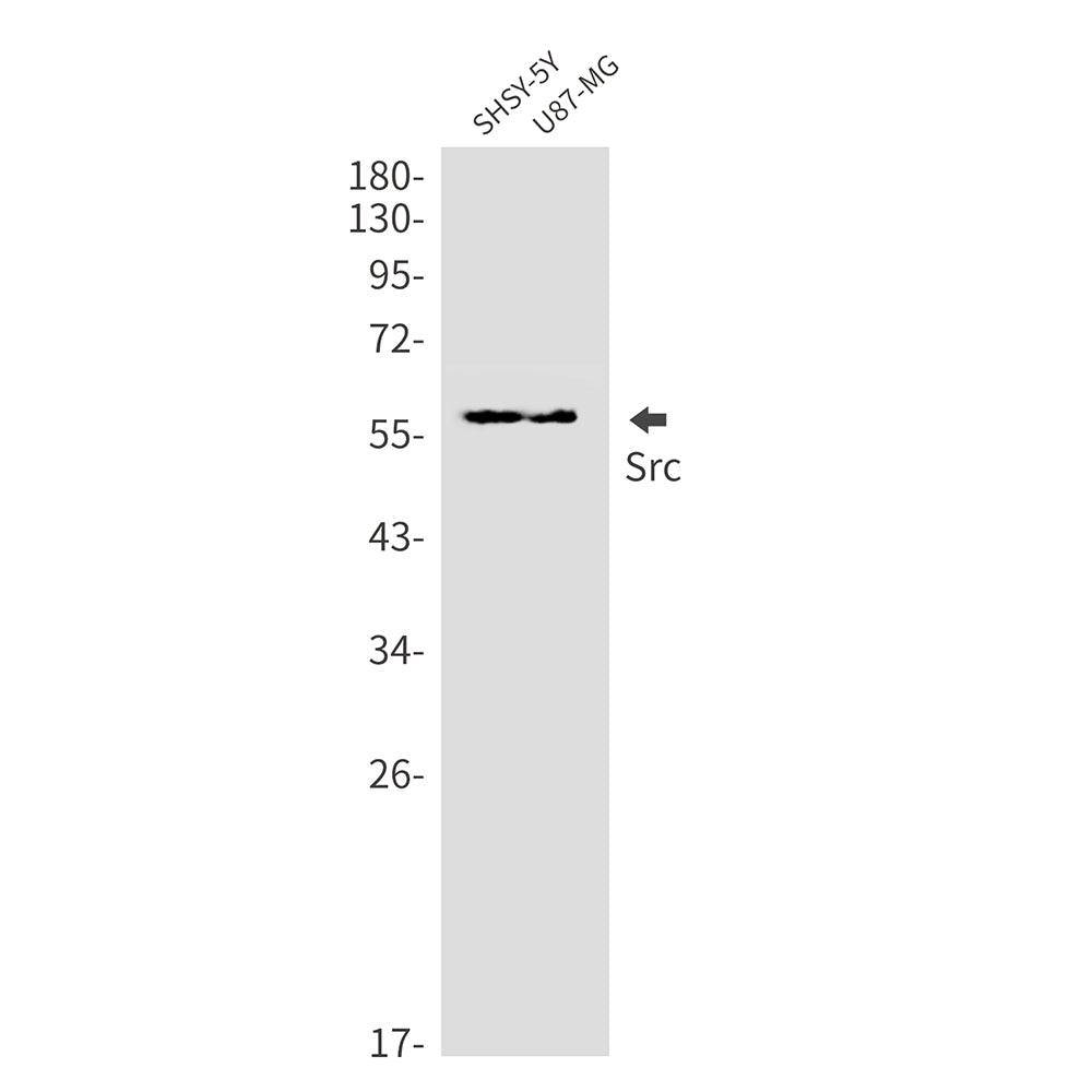 Src Rabbit Monoclonal Antibody