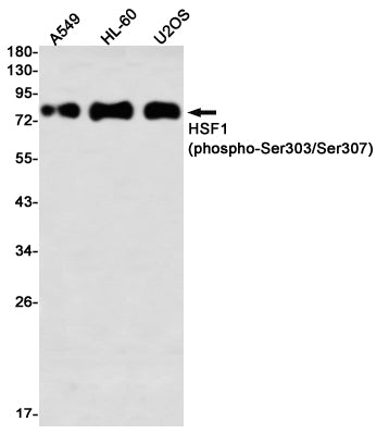 Phospho-HSF1 (Ser303/Ser307) Rabbit Monoclonal Antibody