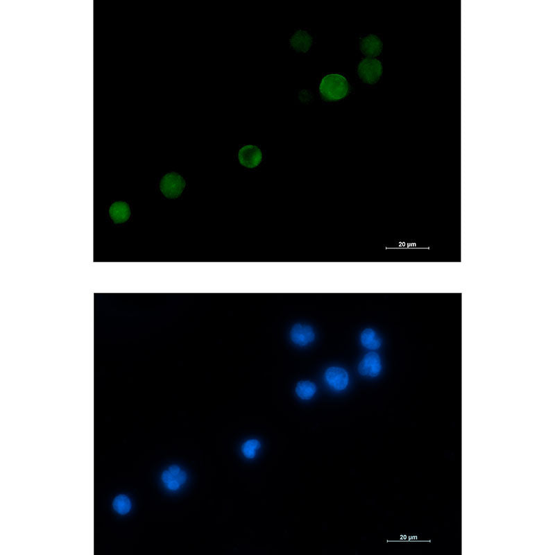 MCAK Rabbit Monoclonal Antibody