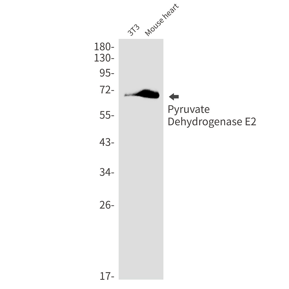 Pyruvate Dehydrogenase E2 Rabbit Monoclonal Antibody