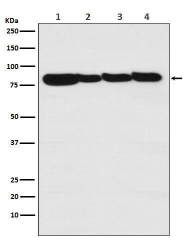 STAT3 Rabbit Monoclonal Antibody