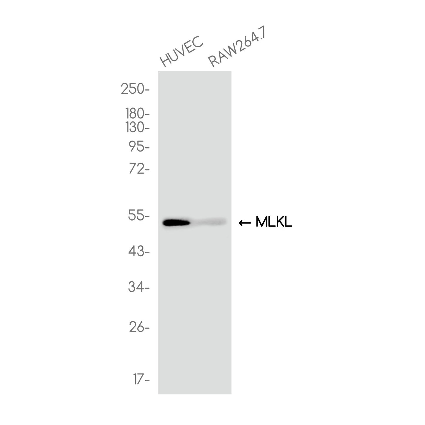 MLKL Rabbit Monoclonal Antibody